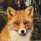 Celtic Fox